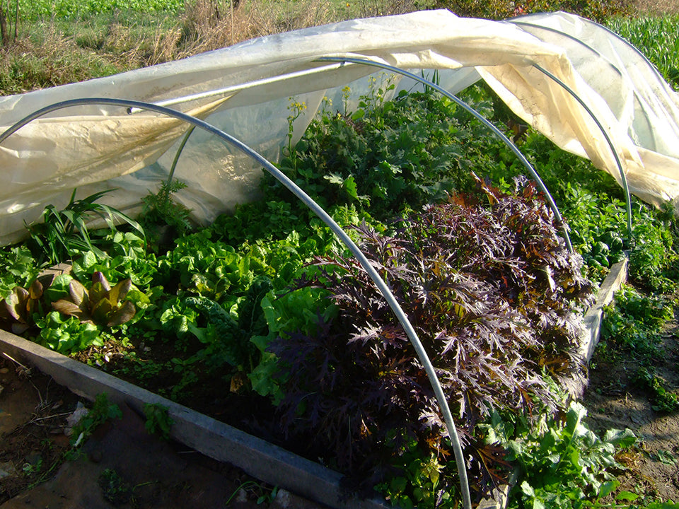 What's Happening on the Homestead: The Family Larder