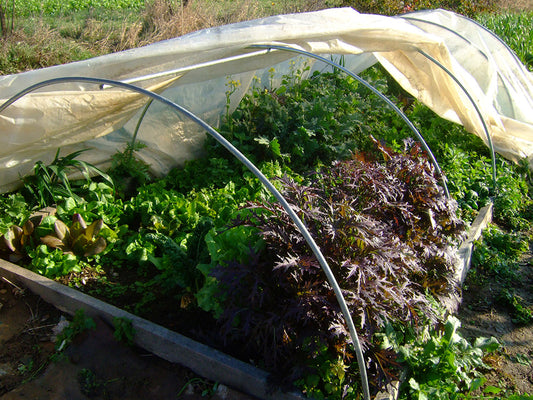What's Happening on the Homestead: The Family Larder