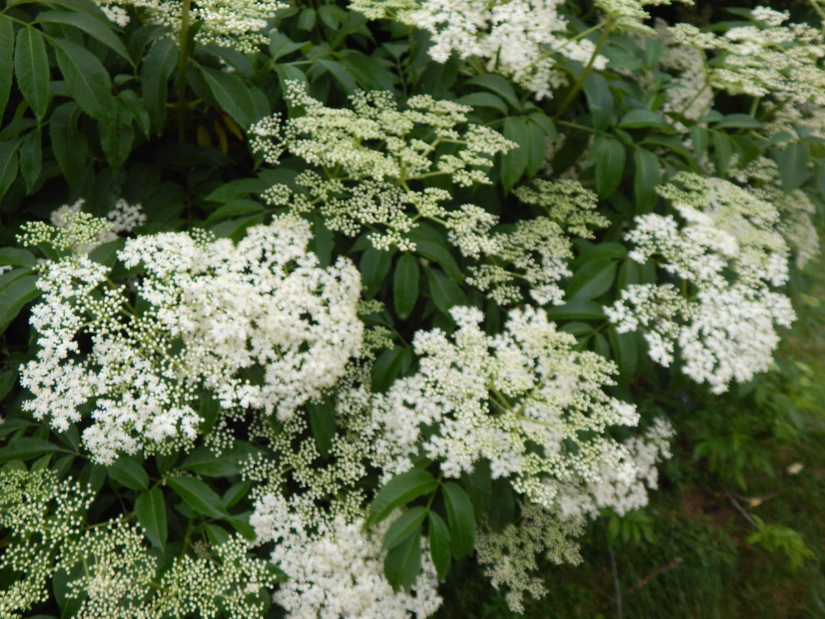 The Benefits of Elderberry