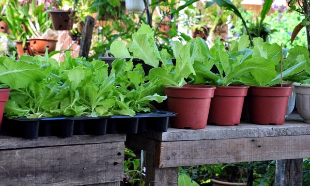 Gardening in Partial Shade