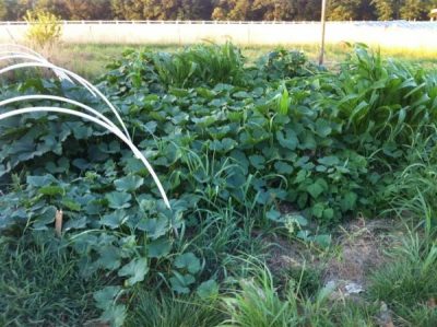 4 Secrets to Becoming a Successful Gardener