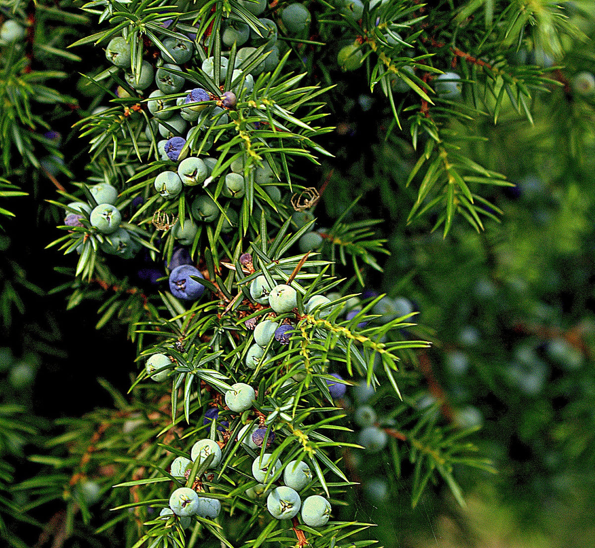 Cooking With Juniper Berries: What You Need to Know