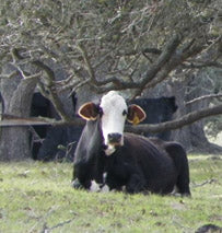 A Small Texas Town Makes A Big Impression