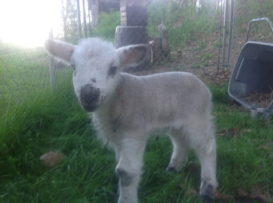 Abandoned? Nope, This Lamb's Thriving!