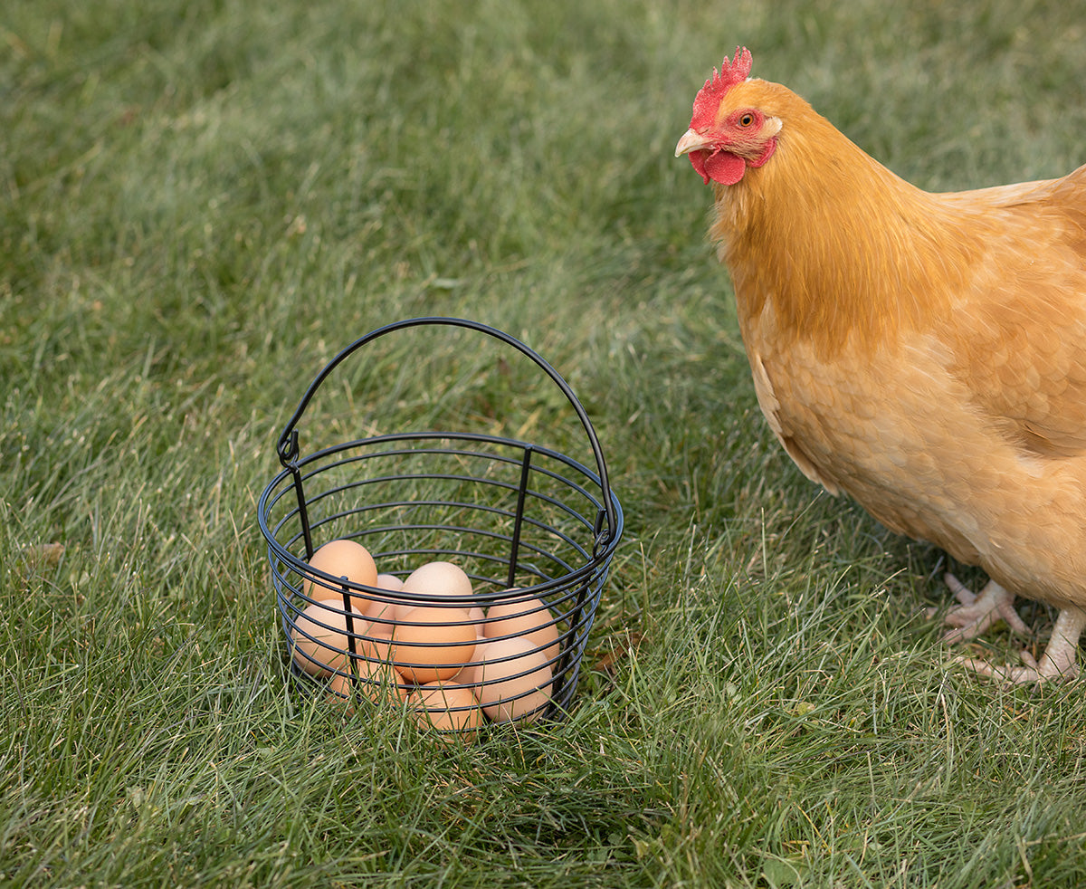 Chicken Co-Op: Homesteading With Neighbors and Friends