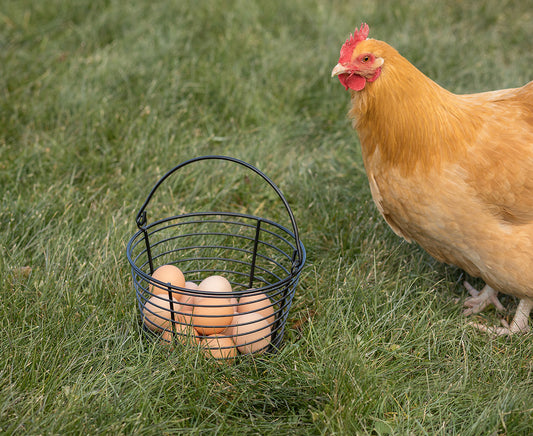 Chicken Co-Op: Homesteading With Neighbors and Friends