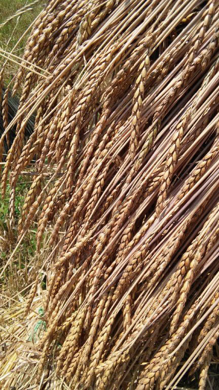 Helping Amish Farmers Preserve A Way of Life