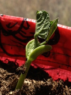 American Gardeners Seeing Some Green!