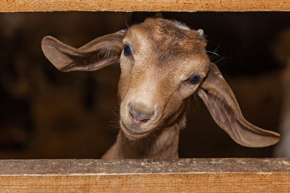 6 Things to Know Before Raising Goats