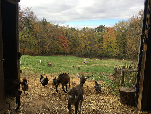Raising Dairy Goats On Our Homestead