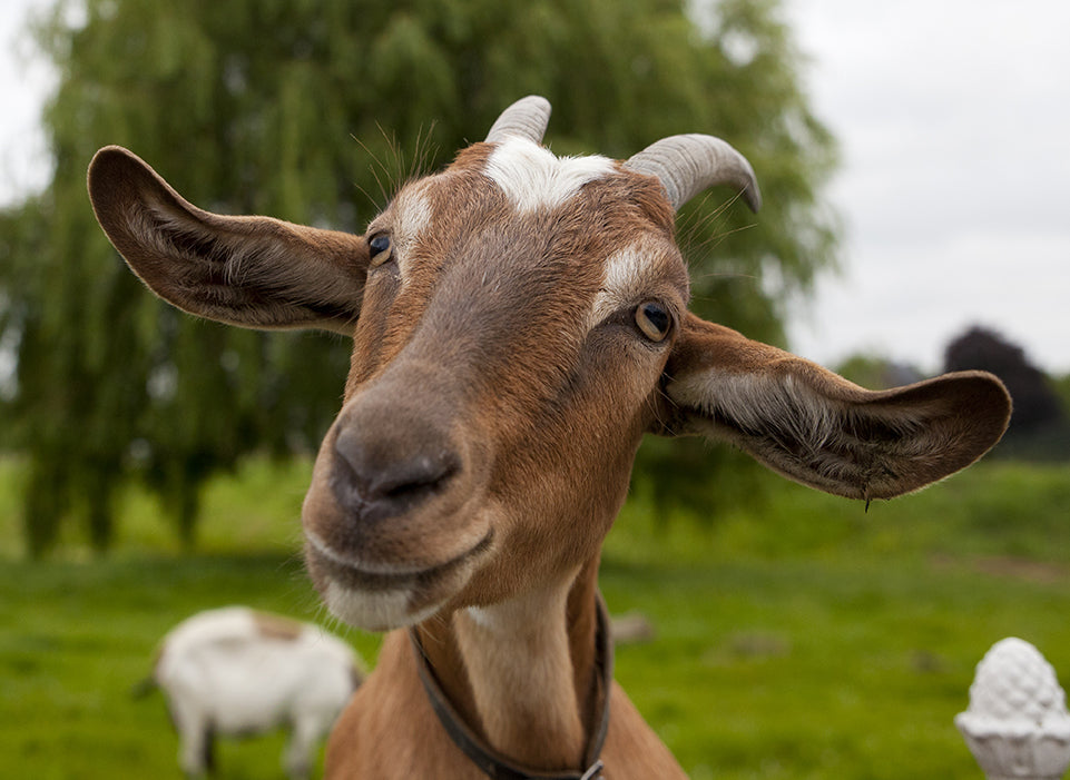 Goat Yoga + Lehman's = A Good Time!