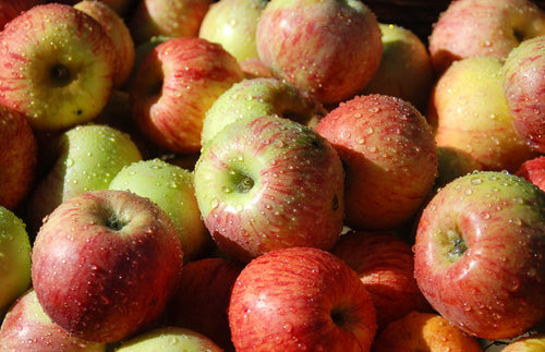 Michigan Apples Keep Judy Hustling