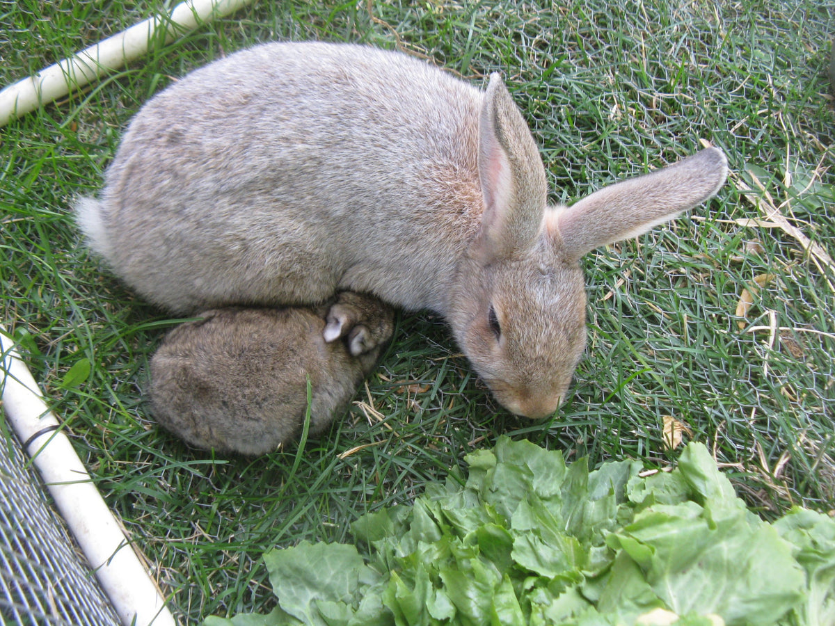 Rabbitry - Part 1: Meat Rabbits