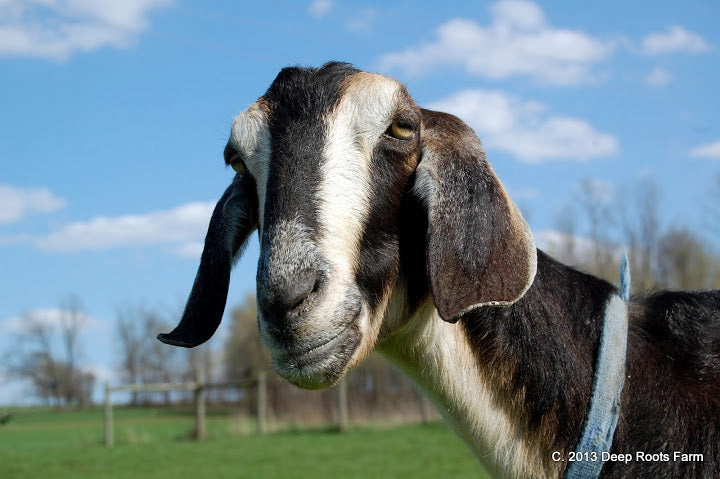 I'm Charlotte. It's Nice To Meet You!