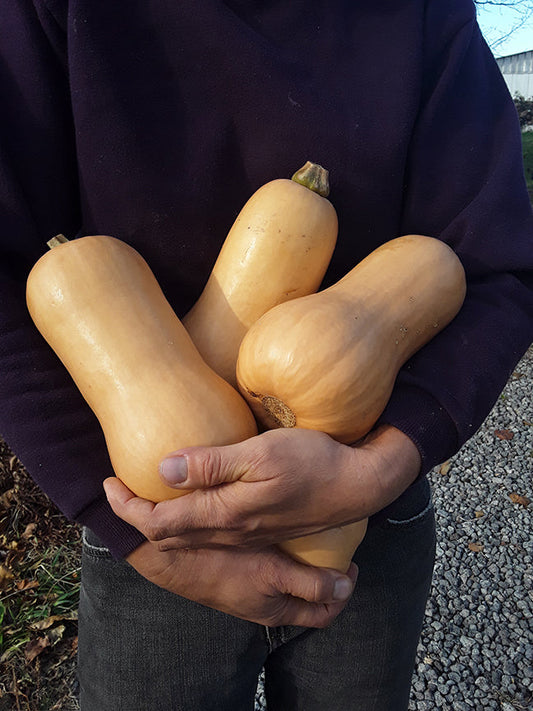 What's Happening On The Homestead: Thanksgiving Time!