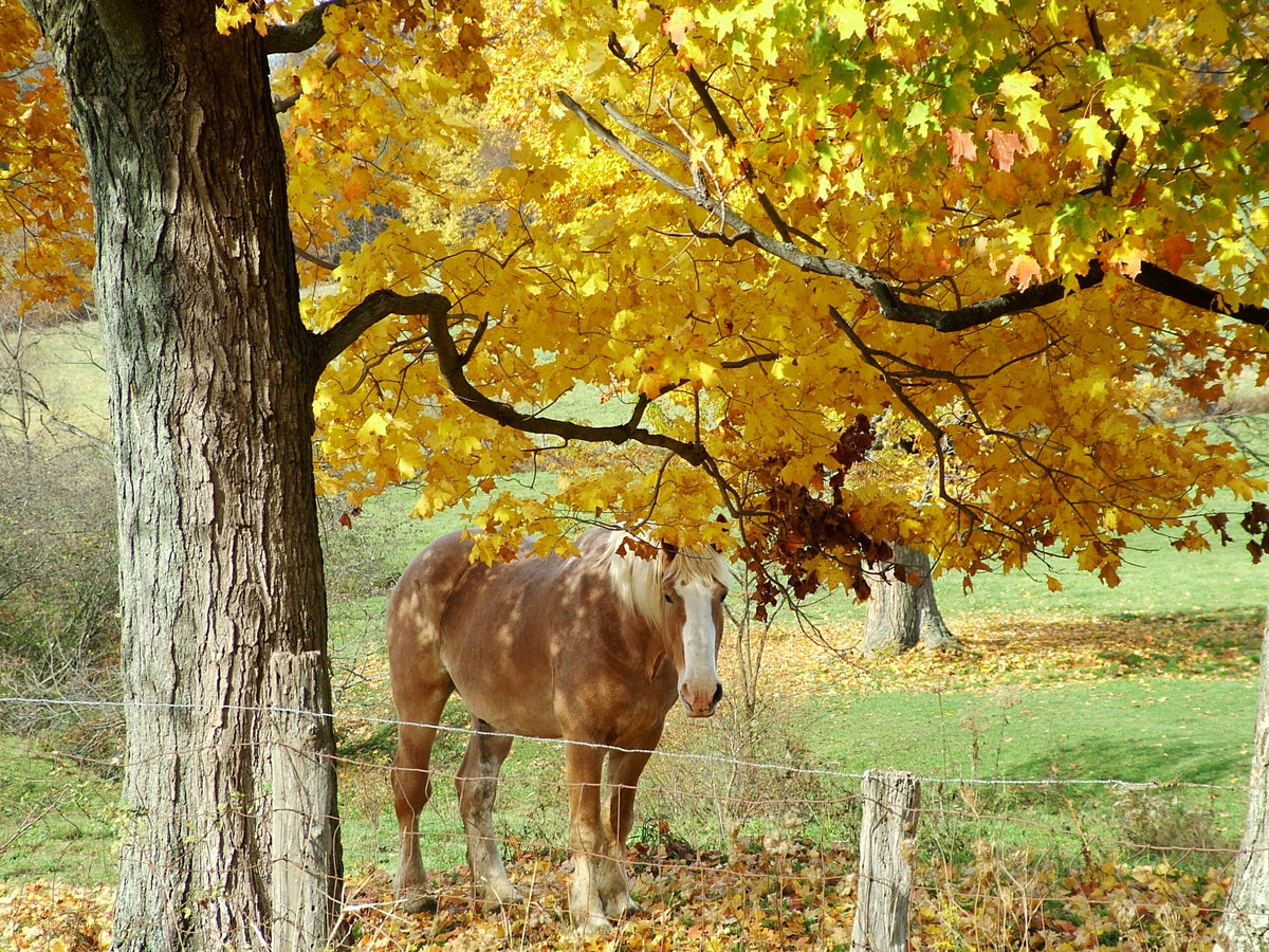 Fall Foliage at Its Finest
