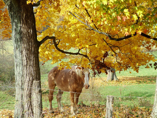 Fall Foliage at Its Finest