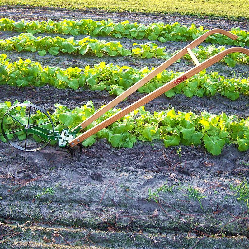 An Old-Fashioned Family Garden