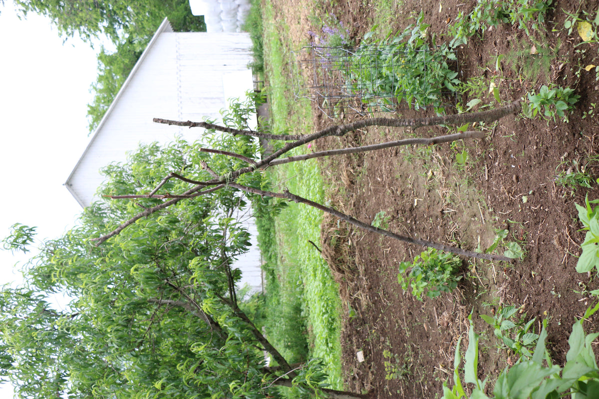 "Forest Garden" Is Solid Permaculture Step At Organic Farm
