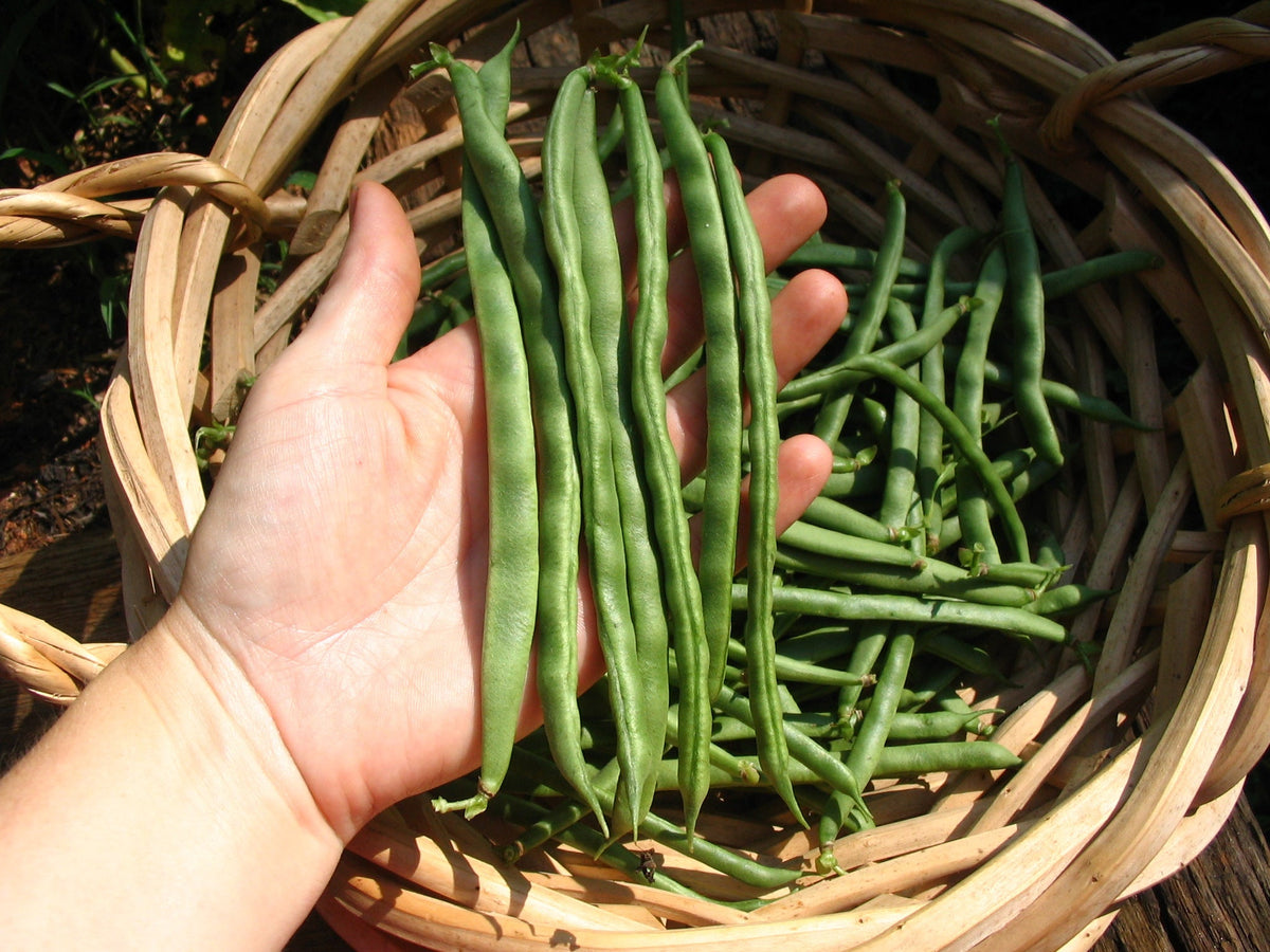 American Gardens: Southern Harvest Starts Up