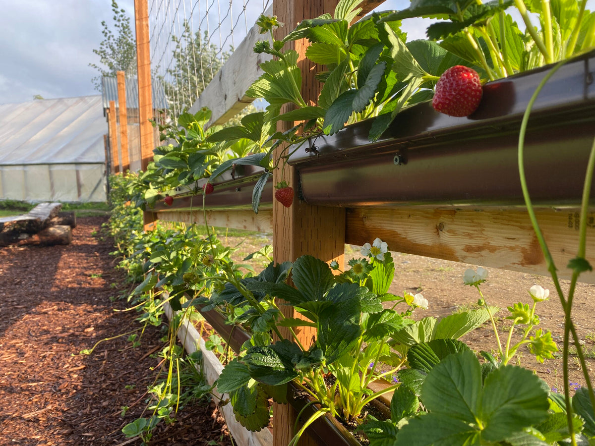 Growing Strawberries and Raspberries in All Zones
