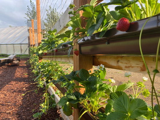 Growing Strawberries and Raspberries in All Zones