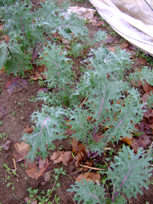 Kale Is The King of Cold Weather Greens