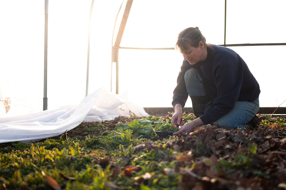 What's Happening On The Homestead: Fresh Salad Greens And Seed Starting