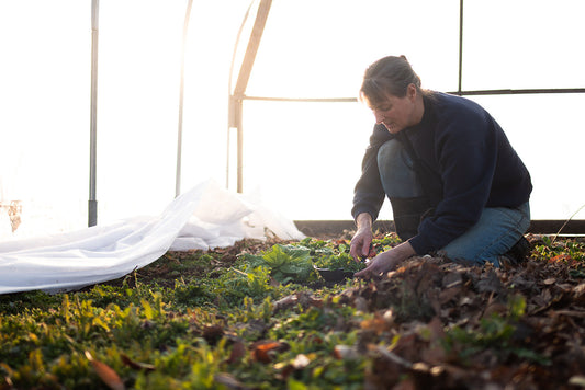 What's Happening On The Homestead: Fresh Salad Greens And Seed Starting