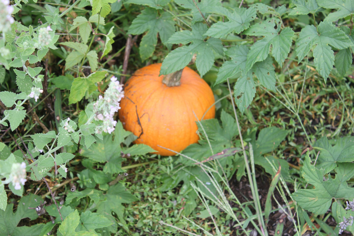 Pumpkin Surprise At Barefoot Farm