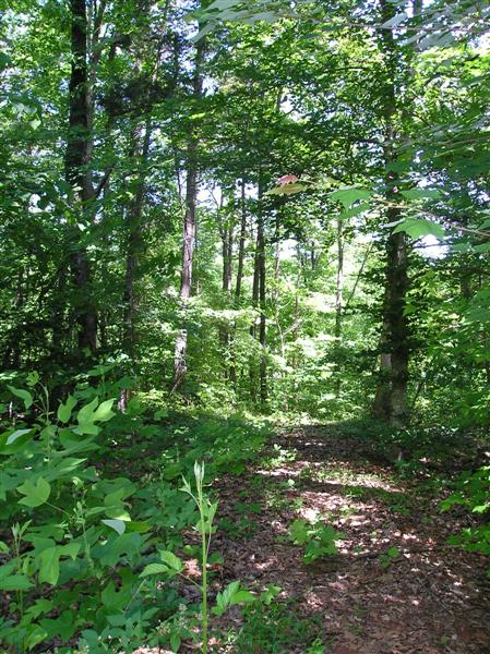 Nature's Garden: Edibles in the Woods and Fields