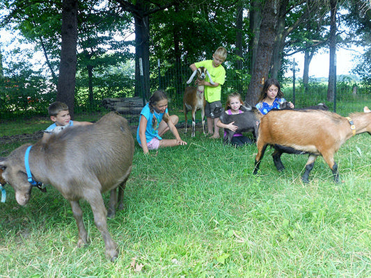 Amish Country Farm Grows Goats, Guinea Hogs and Great Family