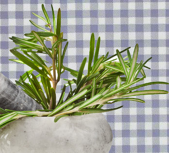 Hardy Rosemary For More Than Food, Garden