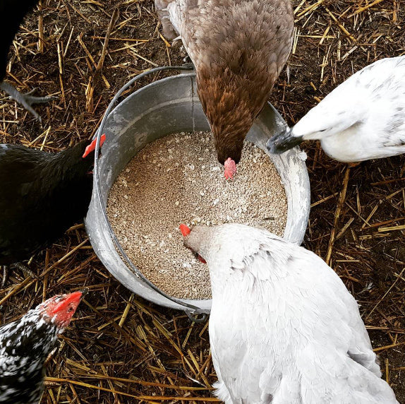 Raising Chickens when You Work Full Time
