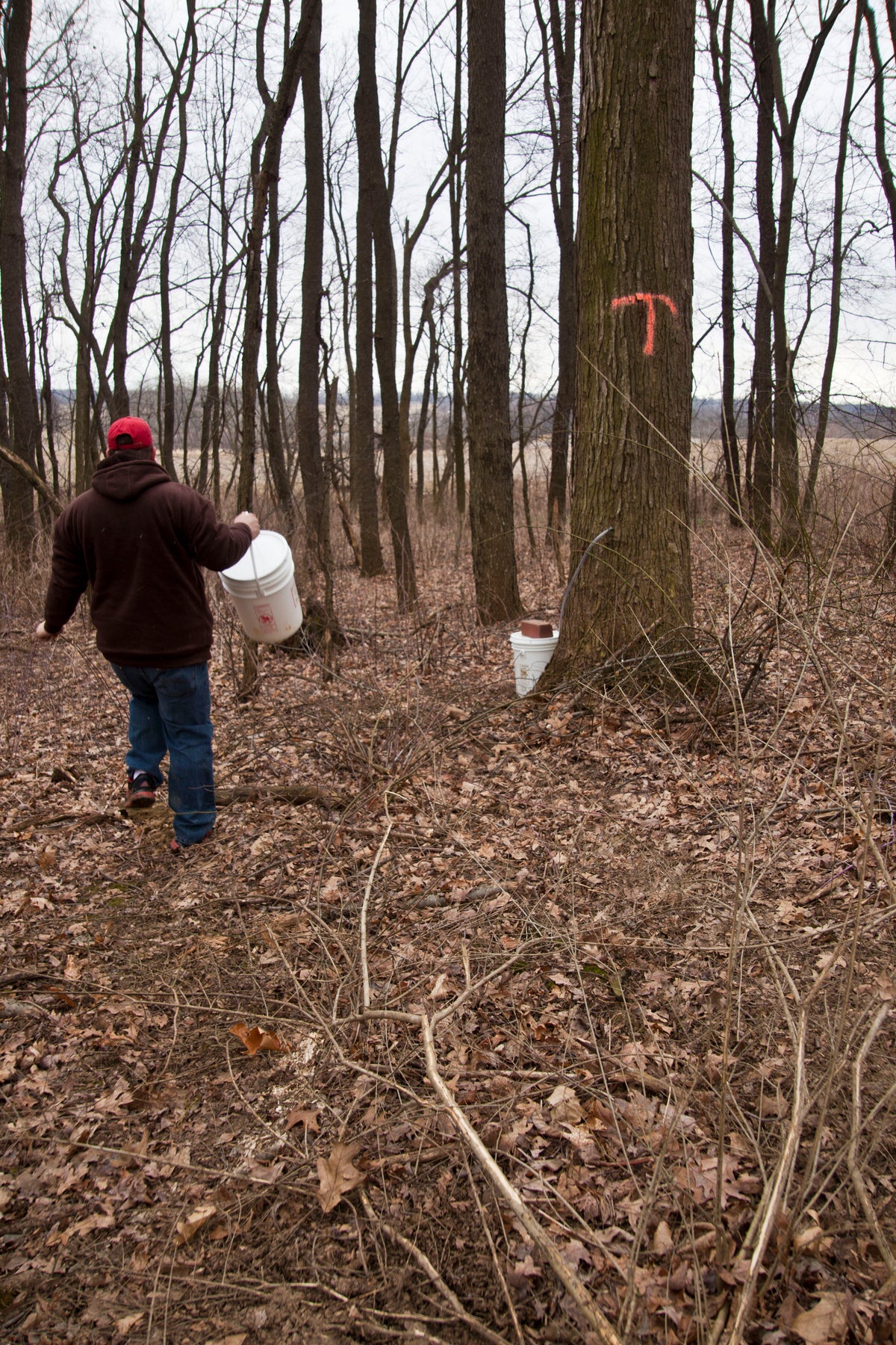 Getting Back to Basics: Maple Sugaring