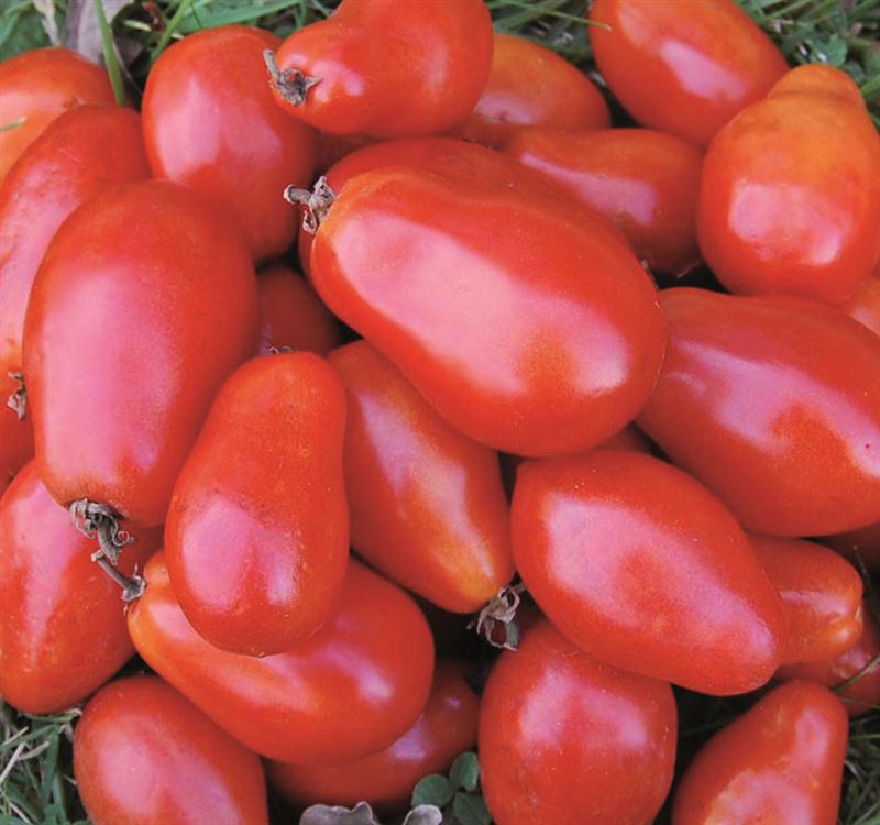 Easy How To: Freezing Whole Tomatoes