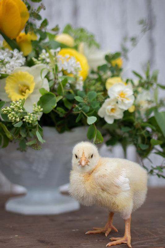 What's Happening on the Homestead: Fresh Rhubarb and Baby Chicks