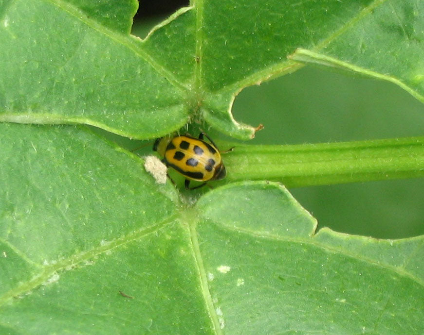 Beat Those Bean Beetles Naturally!