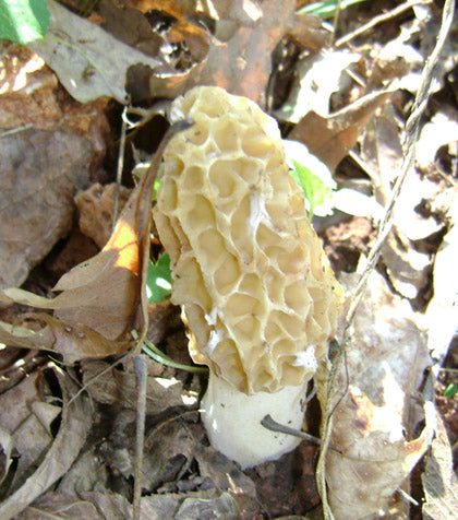 Had Your Morels Yet?
