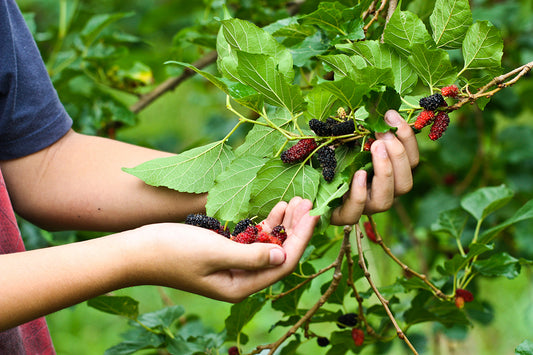 Savor the Flavor of Unique Berries