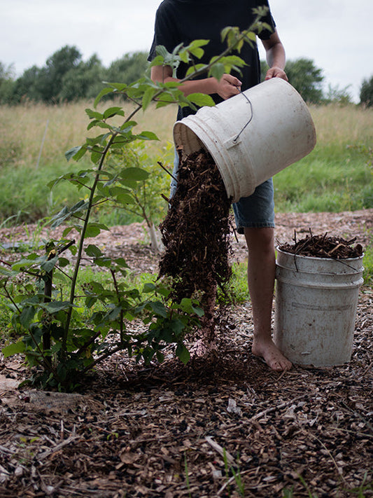 What's Happening On The Homestead: The Battle In The Garden
