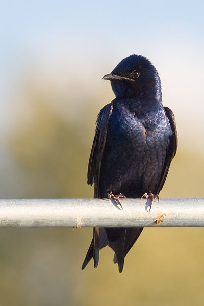 Purple Martin Passion (Part I)
