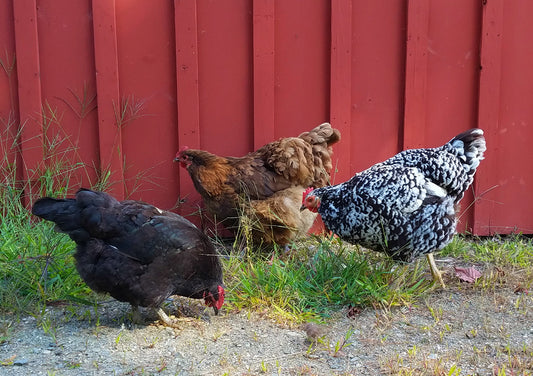 Choosing Chicken Breeds with Lisa Steele