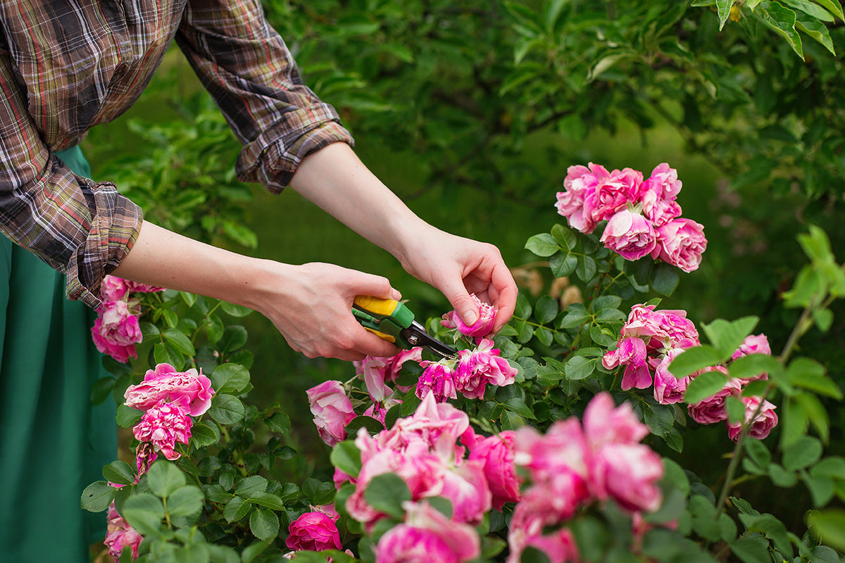 How to Prune Your Flowering Bushes