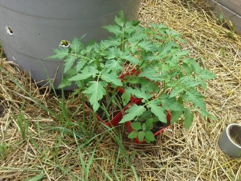 American Gardens: Buckeye Garden Nears Harvest