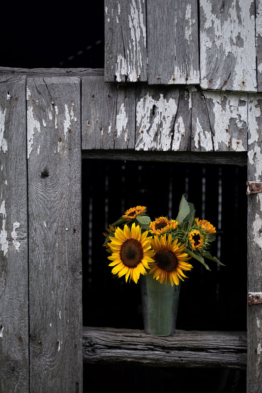 What's Happening on the Homestead: Sunflowers and Sunshine!