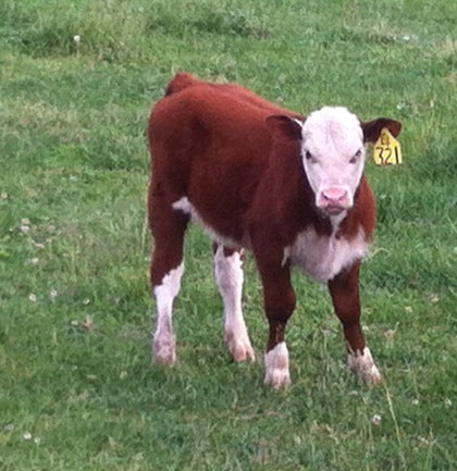 Calves Triple Event For Green, Ohio Farm Family