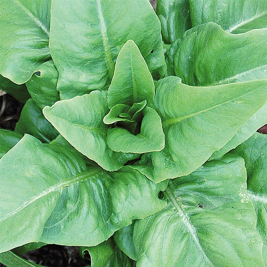 How to Eat Free Salad Forever