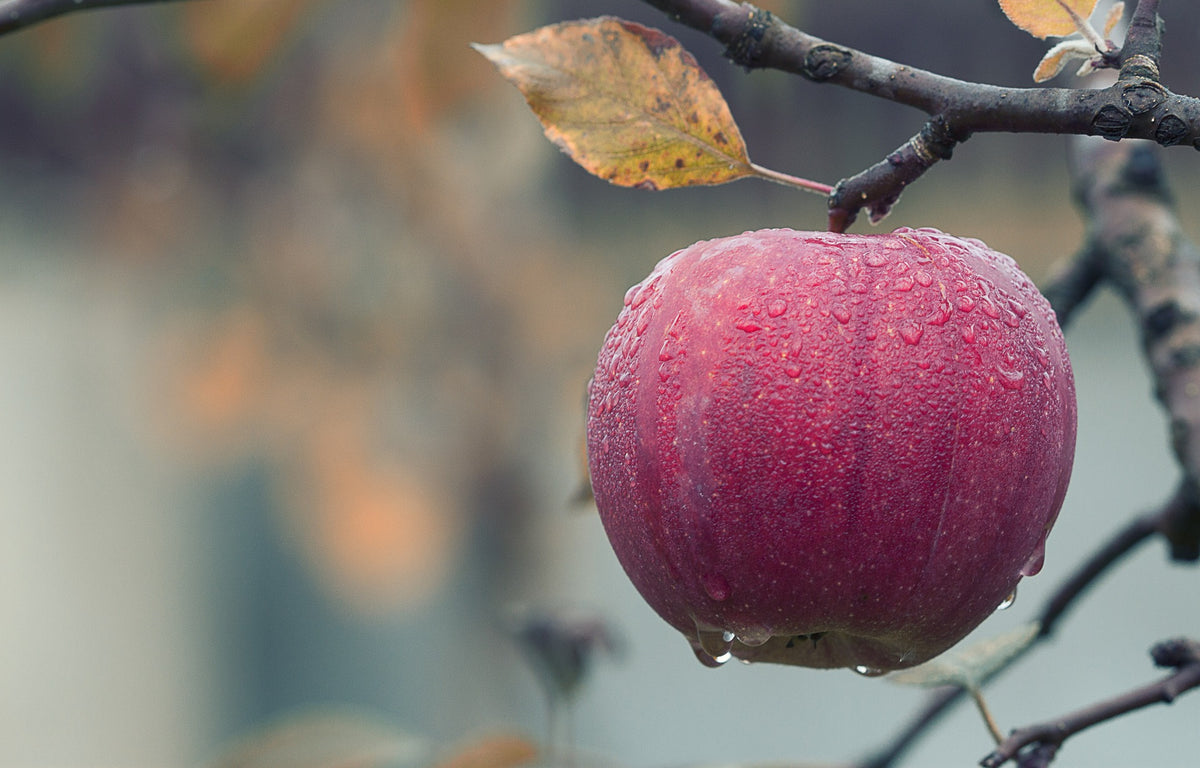 How to Make Apple Cider Vinegar