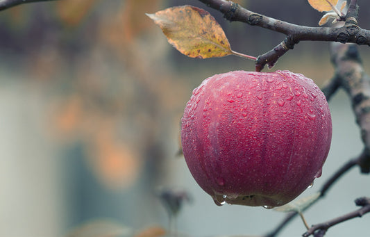 How to Make Apple Cider Vinegar